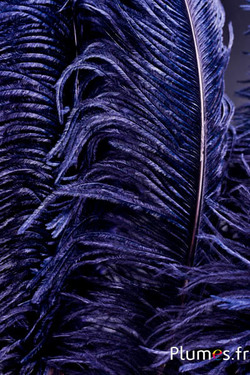 Autruche premium - 50-60 cm - bleu nuit
